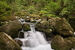 Photo de petites cascades en sous bois sur le torrent du Bronze