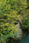 Photographie de la fort et du feuillage d'automne au dessus du Parnant