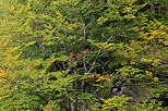 Photo d'un arbre paré de son feuillage d'automne