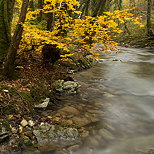 Photo des couleurs d'automne au bord du Fornant