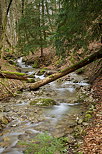 Image du Nant des Charmires dans la fort autour du chteau de Menthon Saint Bernard