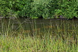 Photo de la vgtation au bord de la Loire  Sainte Eulalie en Ardche