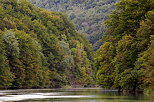 Picture of the deep forestt on the banks of Rhone river in France