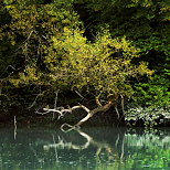 Image of a tree with yellow leaves just above the Rhone river