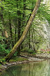 Photographie des berges du Fornant juste au dessus de Frangy