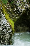Image de mousse verdoyante sur les rochers au bord du Fornant en Haute Savoie