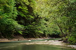 Photo du feuillage de printemps agit par le vent dans la valle des Usses