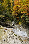 Image de la fort d'automne autour du ruiseau de la Diomaz