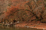 Image of an autumn tree with red colors on the banks of Fier river