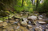 Image de la rivire du Sran dans les sous bois du Valromey