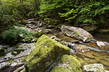 Image de l'ambiance sauvage autour de la rivire du Sran dans le Valromey