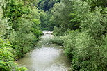 Photograph of the green forest along Usses river