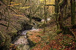 Photo de l'automne dans la fort autour de la rivire de l'Abime prs de Saint Claude dans le Jura