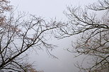 Image de branches dans le brouillard au dessus du canyon du Fornant