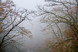 Photographie d'arbres dans le brouillard d'hiver au dessus du canyon de Barbennaz