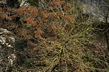 Photographie d'arbres en hiver dans le canyon de Barbennaz