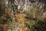 Vue plongeante sur le canyon du Fornant et la cascade de Barbannaz