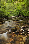 Picture of Tacon river running out of the forest at sprintime