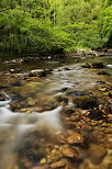 Photo of colorful stones and green foliage in Tacon river