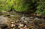 Photo du courant printanier dans la rivire du Tacon qui sort de la fort prs de Saint Claude dans le Jura