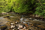 Photo of river Tacon running through Jura forest at springtime