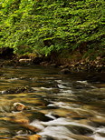 Image of the water of Tacon river under springtime foliage