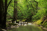 Photo de fortt luxuriante au printemps le long de la rivire du Fornant