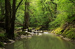 Photographie de la vgtation verdoyante autour de la rivire du Fornant au printemps