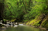 Photo de la fort de printemps autour de la rivire du Fornant