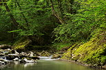 Image de verdure luxuriante autour de la rivire du Fornant en Haute Savoie