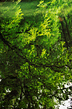 Photograph of trees reflected on the water of river Thiou in Annecy