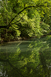 Photo of trees and reflections on river Thiou in Annecy