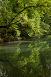 Photo d'arbres et de leurs reflets sur le Thiou  Annecy