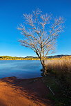 Photo d'un arbre au bord du lac des Escarcets dans la Plaine des Maures