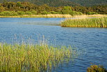 Image de la vgtation lacustre dans le lac des Escarcets - Massif des Maures