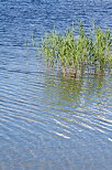 Photographie de roseaux dans le lac de l'Abbaye, Parc Naturel Rgional du Haut Jura