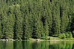 Photographie d'une fort de conifres sur les berges du lac Bnit