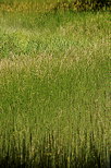 Photographie de la vgtation des berges humides du lac Bnit