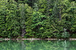 Picture of the green forest on the banks of Vallon lake
