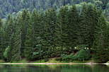 Image of green coniferous trees on the banks of lake Vallon in Bellevaux