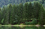 Photographie des conifres sur la berge du lac de Vallon  Bellevaux