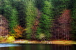 Abstract image of the autumn forest around lake Genin