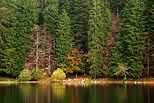 Photo de l'automne  sur la fort du lac Gnin dans l'Ain