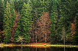 Photo de la fort d'automne au bord du lac Gnin