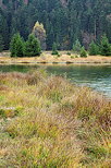 Photo de la vgtation des berges du lac Gnin en automne