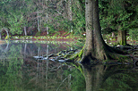 Image de la forêt t entourant le lac Génin dans le Bugey