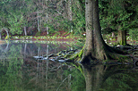 Image of trees in the forest around lake Genin