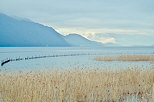 Photographie du lac du Bourget et de ses roselires