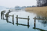 Photographie de roselires au bord du lac d'Annecy