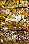 Picture of autumn foliage around lake Vallon in Bellevaux